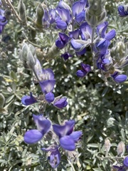 Lupinus tidestromii
