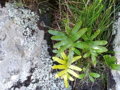 Polypodium macaronesicum azoricum