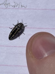 Acmaeodera pubiventris lanata