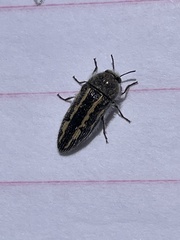 Acmaeodera pubiventris lanata
