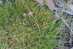 Scleranthus biflorus