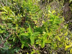 Hypericum foliosum