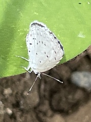 Celastrina argiolus ladonides