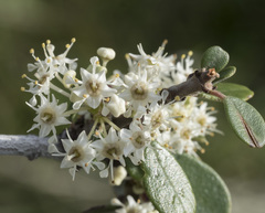 Ceanothus cuneatus cuneatus