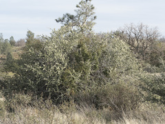Ceanothus cuneatus cuneatus