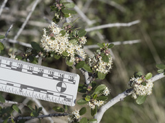 Ceanothus cuneatus cuneatus