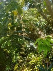 Heptapleurum actinophyllum