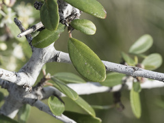 Ceanothus cuneatus cuneatus