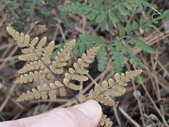 Pentagramma triangularis triangularis
