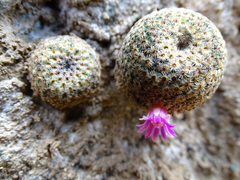 Mammillaria huitzilopochtli huitzilopochtli