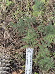 Pentagramma triangularis triangularis