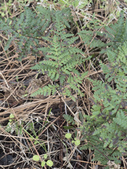 Pentagramma triangularis triangularis