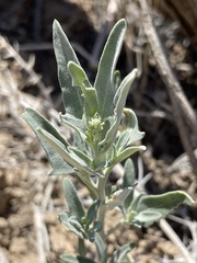 Chenopodium incanum
