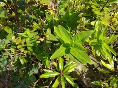 Hypericum foliosum