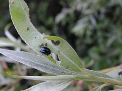 Plagiodera versicolora