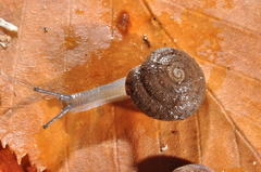 Inflectarius inflectus