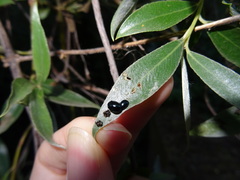 Plagiodera versicolora