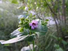 Mirabilis nyctaginea