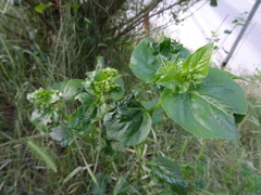 Mirabilis nyctaginea