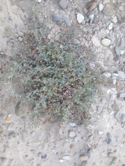 Calystegia malacophylla pedicellata