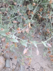 Calystegia malacophylla pedicellata