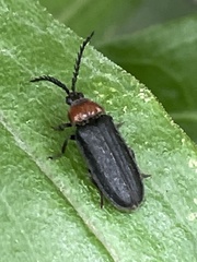 Cyphonocerus ruficollis