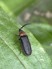 Cyphonocerus ruficollis