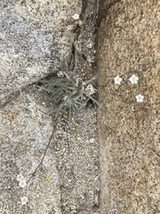 Ivesia santolinoides