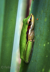 Litoria bicolor