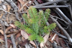 Persoonia chamaepeuce