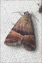 Pseudozarba orthopetes