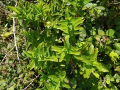 Hypericum foliosum