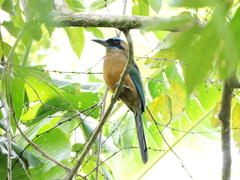 Momotus subrufescens