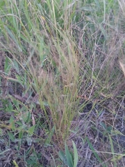 Agrostis hyemalis