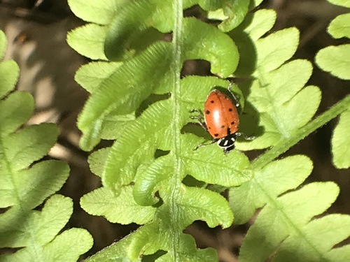 iNaturalist observation photo of Convergent Lady Beetle