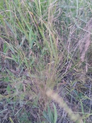 Agrostis hyemalis