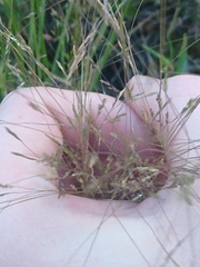 Agrostis hyemalis