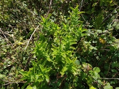 Hypericum foliosum