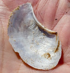 Heteroclidus punctatus