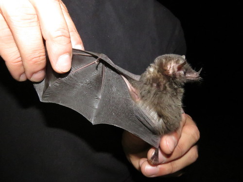 Geoffroy's Tailless Bat