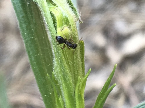 iNaturalist observation photo of Wood, Mound, and Field Ants