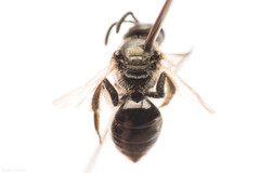 Lasioglossum versans