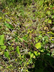 Triumfetta semitriloba