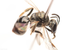 Lasioglossum versans