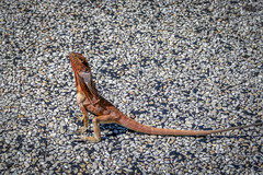 Chlamydosaurus kingii