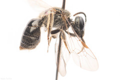Lasioglossum versans