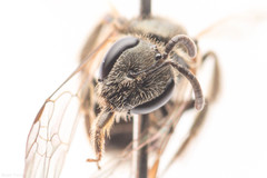 Lasioglossum versans