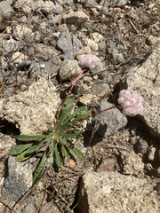 Calyptridium monospermum