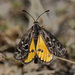 Golden Sunmoth - Photo (c) Leo, some rights reserved (CC BY-NC-SA)