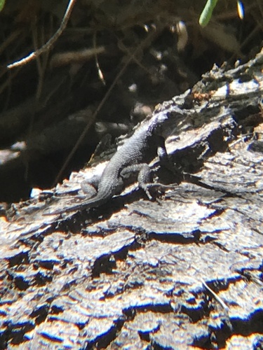 iNaturalist observation photo of Western Fence Lizard